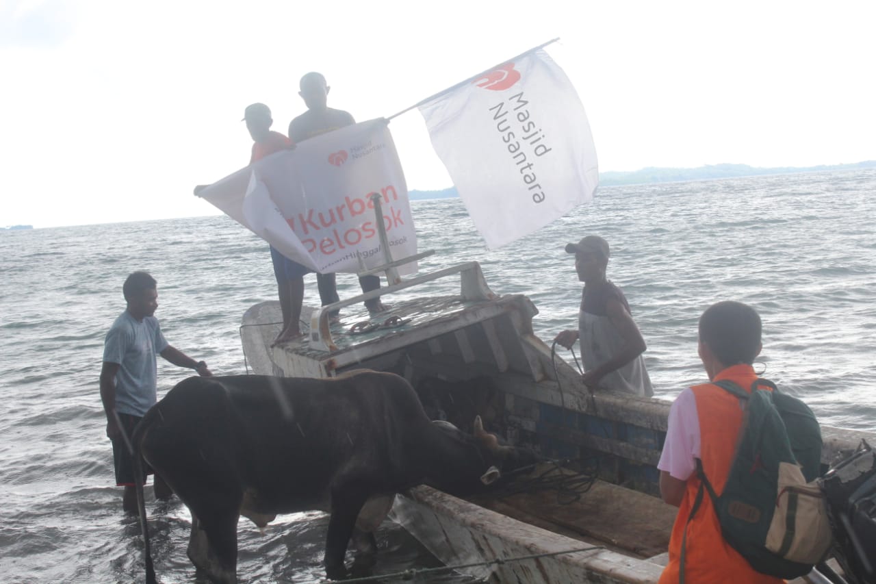 Tegang! Aksi Relawan Selamatkan Sapi Kurban yang Terjun ke Laut