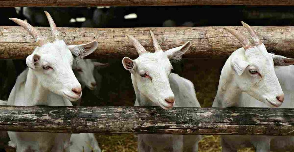 Bolehkah Daging Kurban Dibagikan dalam Keadaan Matang?
