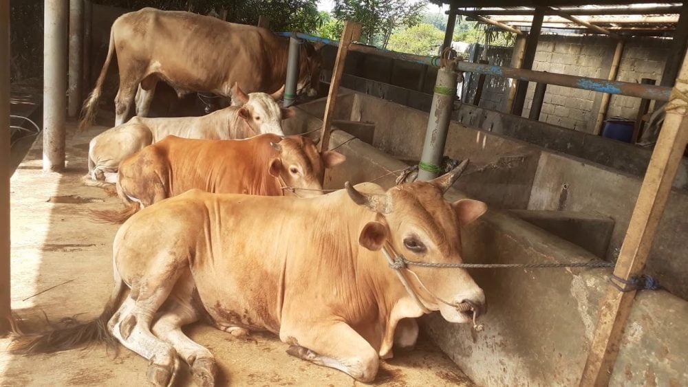 Manfaat Ekonomi Kurban: Mendorong Kesejahteraan Umat