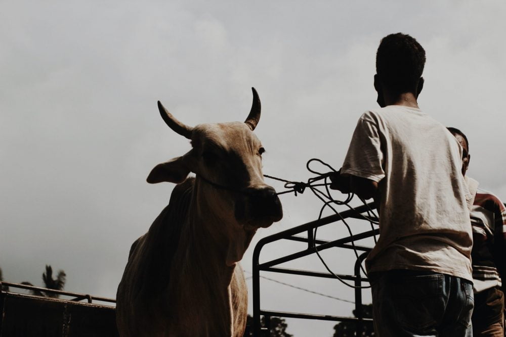Harga Sapi dan Kambing Terbaru Masjid Nusantara